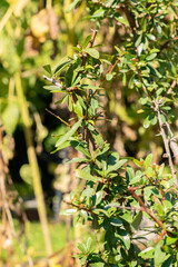 Argan or Argania Spinosa plant in Zurich in Switzerland