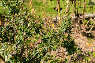 Argan or Argania Spinosa plant in Zurich in Switzerland