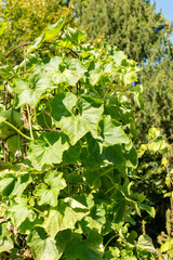 Wax gourd or Benincasa Hispida plant in Zurich in Switzerland