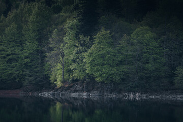 Beautiful forest on the shore of a mountain lake, Shaori Reservoir Georgia