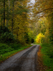 Weg durch den herbstlichen Wald