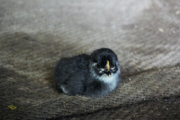 A small, fluffy chick with black feathers and a white patch around its eyes sits on a rough, textured surface. Its small, pointed beak and open eyes highlight its curious nature