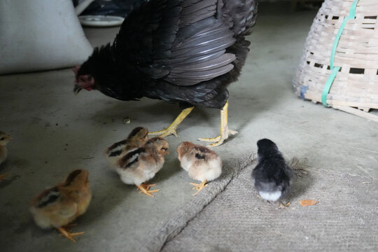 Mother Hen Protecting Her Chicks: A heartwarming image of a black hen with her chicks. The hen's protective gaze and the chicks' trusting following creates a scene of familial love and care.  