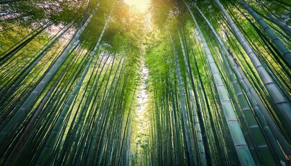 Sunlight filters through bamboo forest