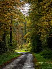 Weg durch den herbstlichen Wald