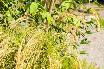 Williams lovegrass or Eragrostis Tef plant in Zurich in Switzerland