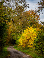 Weg durch den herbstlichen Wald