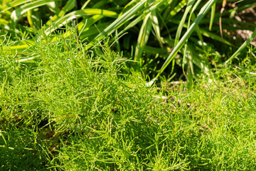 Green lavender cotton or Santolina Virens plant in Zurich in Switzerland