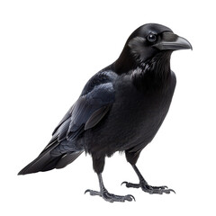 Fototapeta premium Realistic raven bird illustration, black crow standing profile, detailed wildlife animal art for Halloween design isolated PNG with Transparent Background