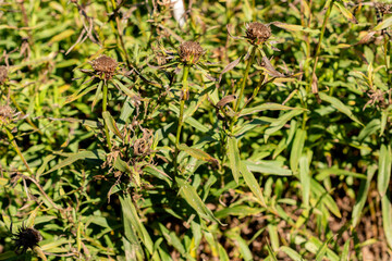 Irish fleabane or Inula Salicina plant in Zurich in Switzerland