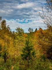 Wiederaufforstung im Mischwald im Herbst