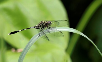 Macro shot of a dragonfly perched on a blade of grass with a blurred green background