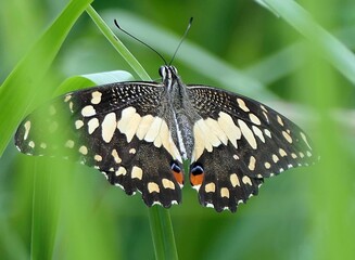 Fototapeta premium Macro view of a Lime butterfly with open wings perched on a green leaf in a natural setting