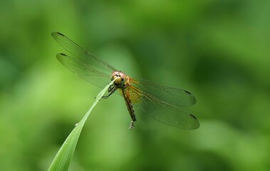 Close-up of a dragonfly perched on a green plant with a blurred, bright green background.