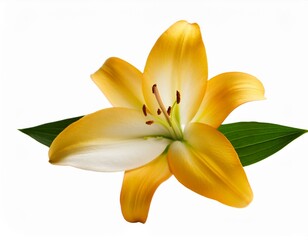 Yellow lily with green leaves