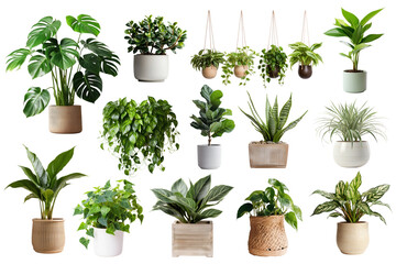 PNG potted houseplant set, transparent background