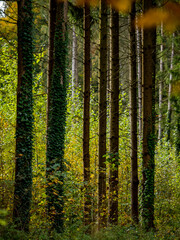 Wiederaufforstung im Mischwald