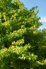 Fototapeta premium Oriental sweetgum or Liquidambar Orientalis plant in Zurich in Switzerland