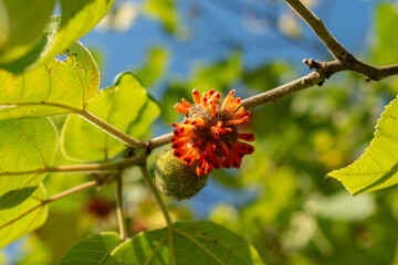 Papaer mulberry or Broussonetia Papyrifera plant in Zurich in Switzerland
