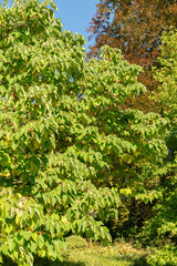 Fototapeta premium Papaer mulberry or Broussonetia Papyrifera plant in Zurich in Switzerland