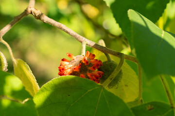 Papaer mulberry or Broussonetia Papyrifera plant in Zurich in Switzerland