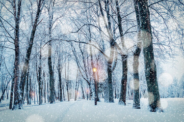 Naklejka premium Christmas landscape, evening Christmas park with shining lanterns and snowfall over winter trees Winter wonderland Christmas city scene with snowfall