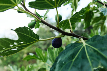 Lush fig tree with vibrant green leaves and ripe purple fruit glistening in the sunlight