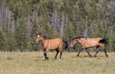 Wild Horses in Summer in the Pryor Mountains Montana