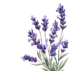 Elegant lavender bouquet in a delicate watercolor style