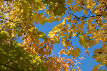Bright yellow maple foliage on a sunny autumn day
