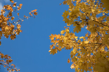 Bright yellow maple foliage on a sunny autumn day