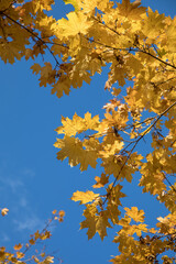 Bright yellow maple foliage on a sunny autumn day