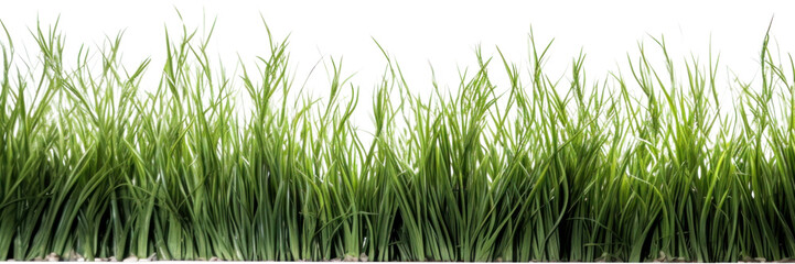 PNG A filed of grass outdoors nature plant.