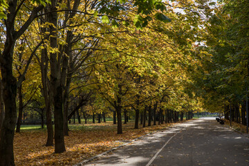 Naklejka premium Walk in the park on a bright sunny autumn day