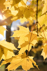 Bright yellow maple foliage on a sunny autumn day