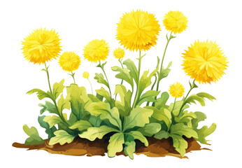Fototapeta premium PNG A growing dandelion bush flower plant herbs.