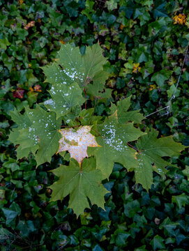Sawadaea tulasnei on Norway maple plant, Edinburgh, Scotland, United Kingdom