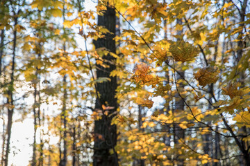 Bright yellow maple foliage on a sunny autumn day