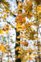 Bright yellow maple foliage on a sunny autumn day