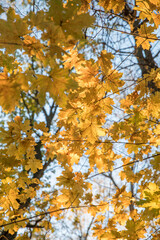 Bright yellow maple foliage on a sunny autumn day