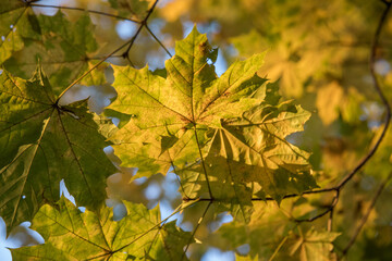 Bright yellow maple foliage on a sunny autumn day