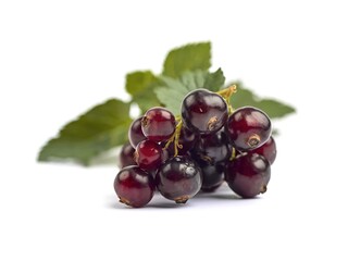 Fototapeta premium A bunch of black currants isolated on white background