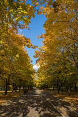 Walk in the park on a bright sunny autumn day