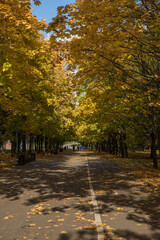 Naklejka premium Walk in the park on a bright sunny autumn day