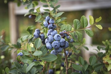 Ripe blueberries growing on a bush with green leaves in the background