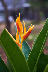 Vibrant tropical Heliconia psittacorum plant with colorful flower in the garden