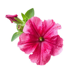 A bright pink petunia flower in full bloom with a budding flower on a transparent background, showcasing vibrant petals and lush green leaves