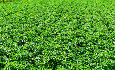 green plantation of vegetable growth with rows of plants on a beautiful farm. farming food and meal gardening concept