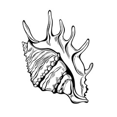 Shell.  Unique hand drawn vector illustration,  isolated  element on white background. Outline drawing. Perfect for decoration, invitation, card, menu, print, poster and as a design element.