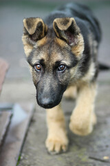 german shepherd puppy